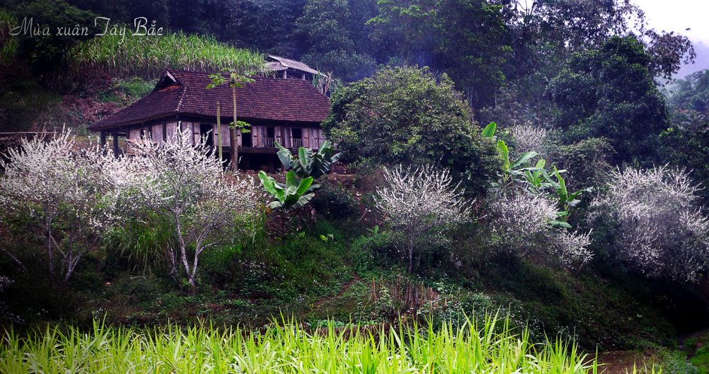 SẮC XUÂN SAPA